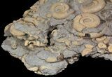 Dactylioceras Ammonite Cluster - Germany #92870-3